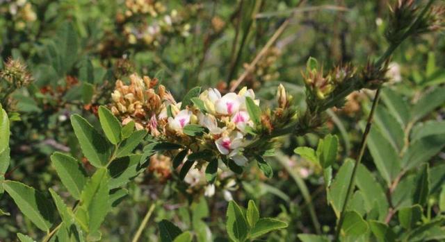 胡枝子經濟價值及種植技術