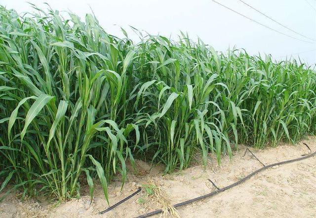 優質牧草——高丹草，種植高丹草種子如何高產？