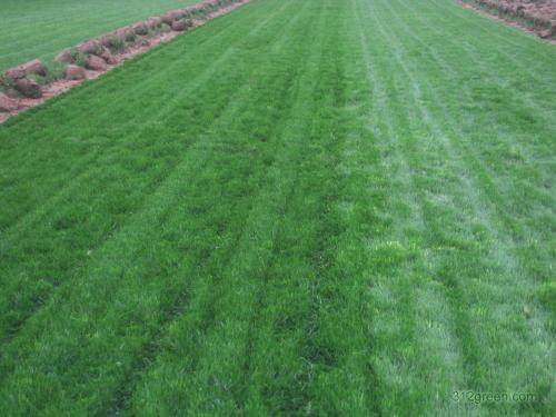 早熟禾優質的草坪草——早熟禾牧草種子