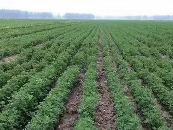 紫花苜蓿春季播種栽培技術