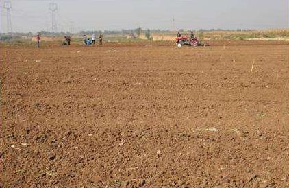 冬天適合播種的牧草——一年生黑麥草