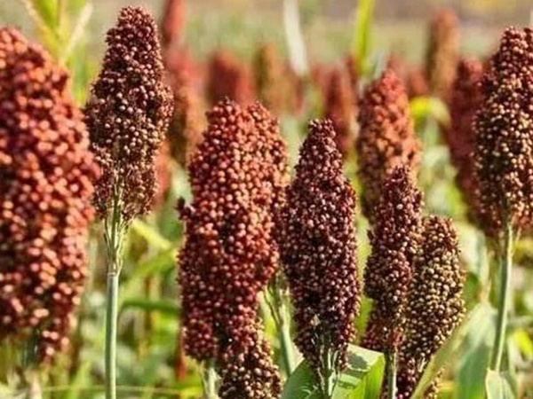 甜高粱簡單的種植方法，如何播種