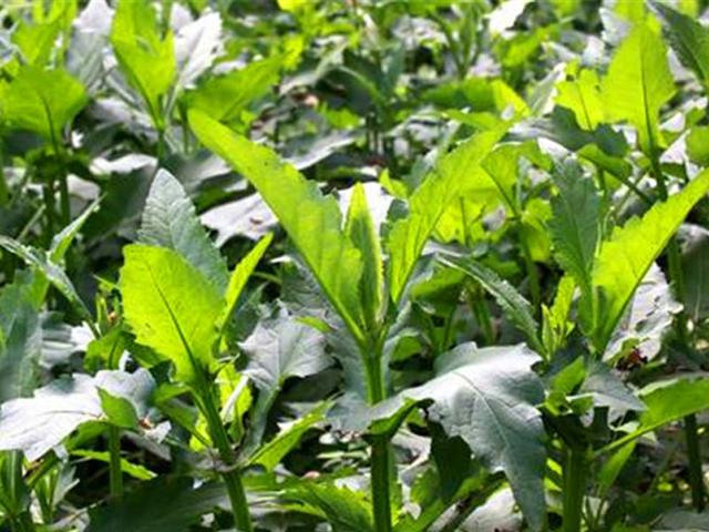 串葉松香草主要價(jià)值以及栽培技術(shù)介紹