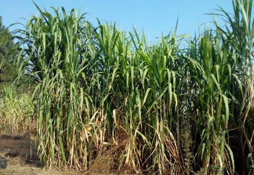 皇竹草的生長環境要求，種植特點分析