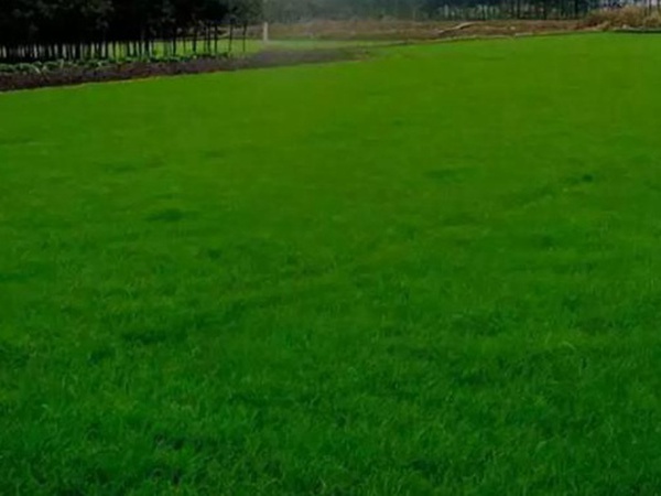 十種優質牧草及其栽培技術與方法