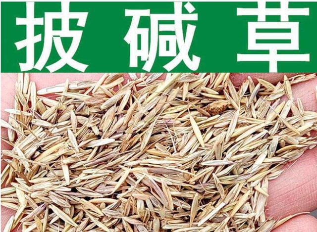 想要披堿草種子的發(fā)芽率高，有什么好的方法？