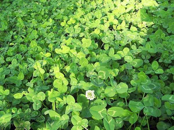 白三葉草優點有哪些，觀賞性怎么樣