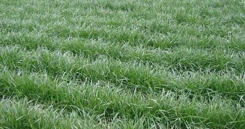 高羊茅草坪種植栽培方法是什么，有什么需要注意的？