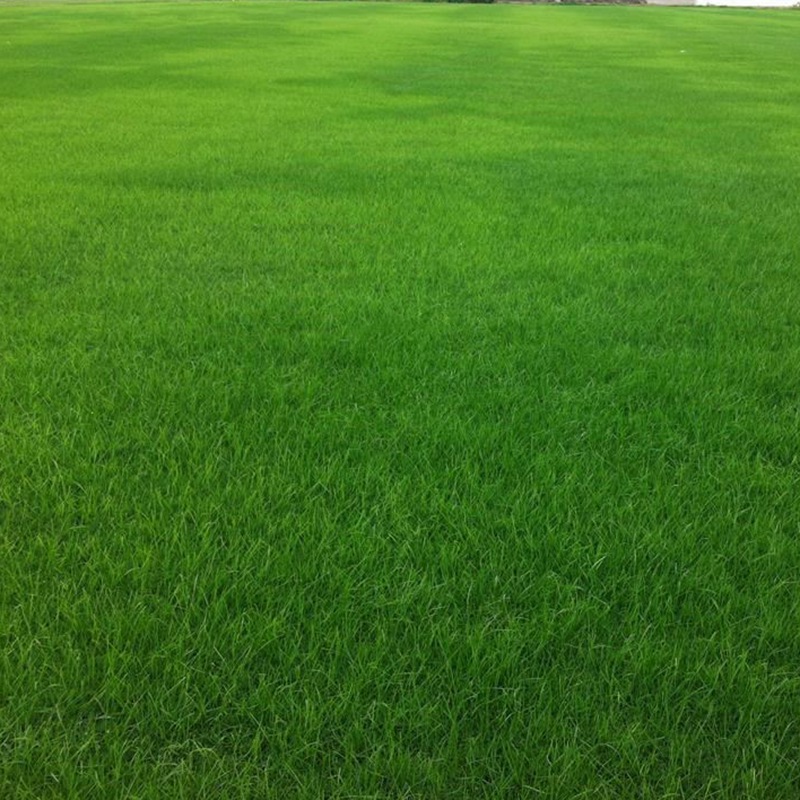 一年生黑麥草的品種優(yōu)勢及如何選擇