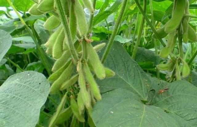 黑豆種植方法有哪些？什么時候播種比較合適？