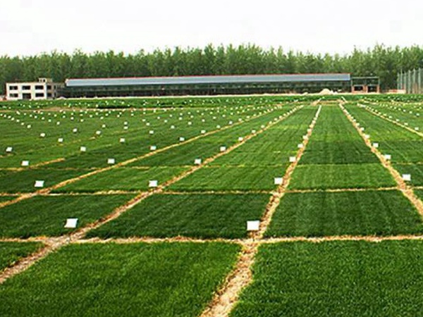 草坪養(yǎng)護(hù) | 夏季管理管理技術(shù)要點(diǎn)與栽培方法