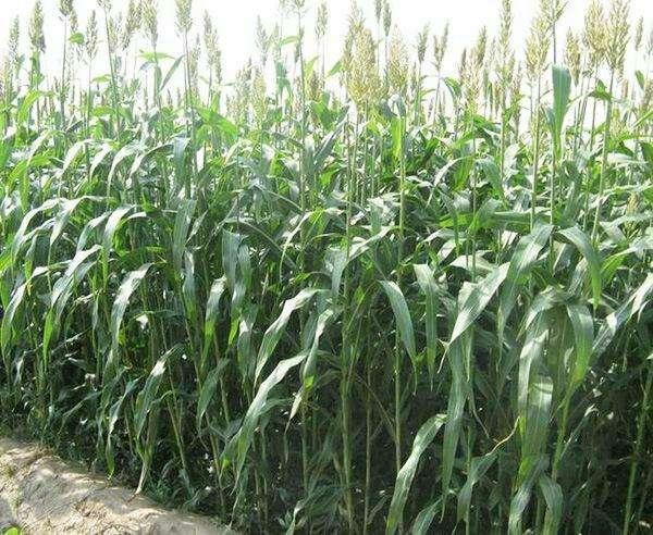 優質牧草——高丹草，種植高丹草種子如何高產？