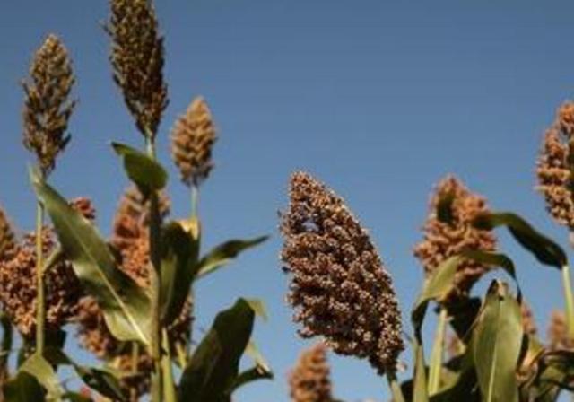 甜高梁種植技巧是什么，如何產量高