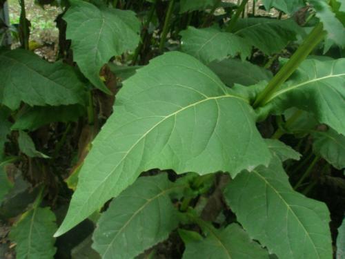 串葉松香草主要價(jià)值以及栽培技術(shù)介紹