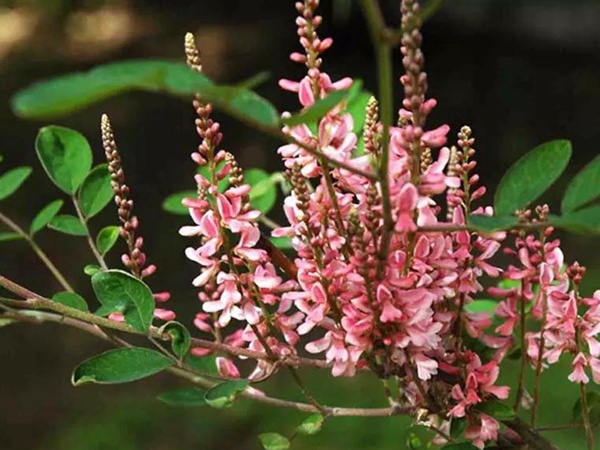 多花木蘭--常用護坡灌木種子栽培技術
