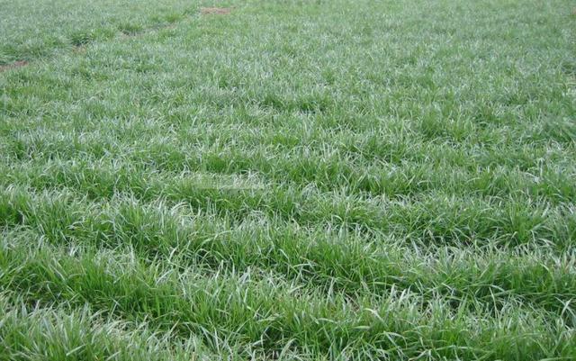 多年生黑麥草種植技術介紹與用途