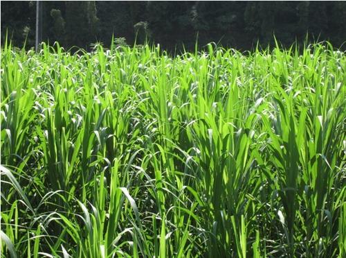 蘇丹草要如何種植，種植蘇丹草方法是什么