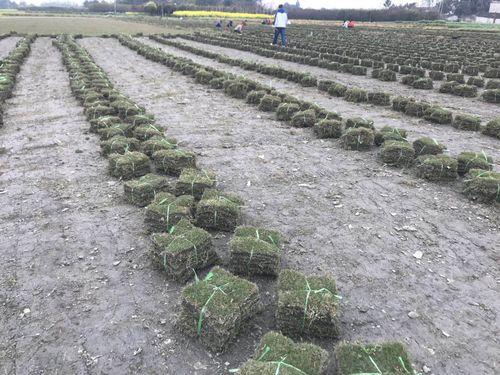 綠化草坪種類圖片，不同的草坪用途和功能都有所差別