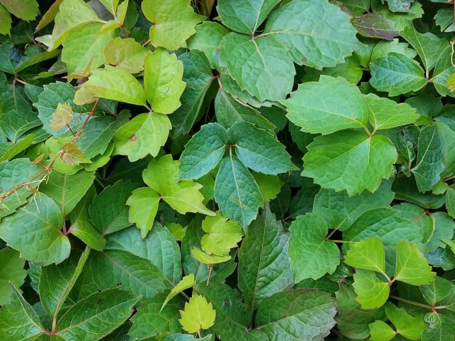 爬山虎