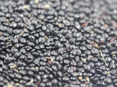 藥用雞冠花種子