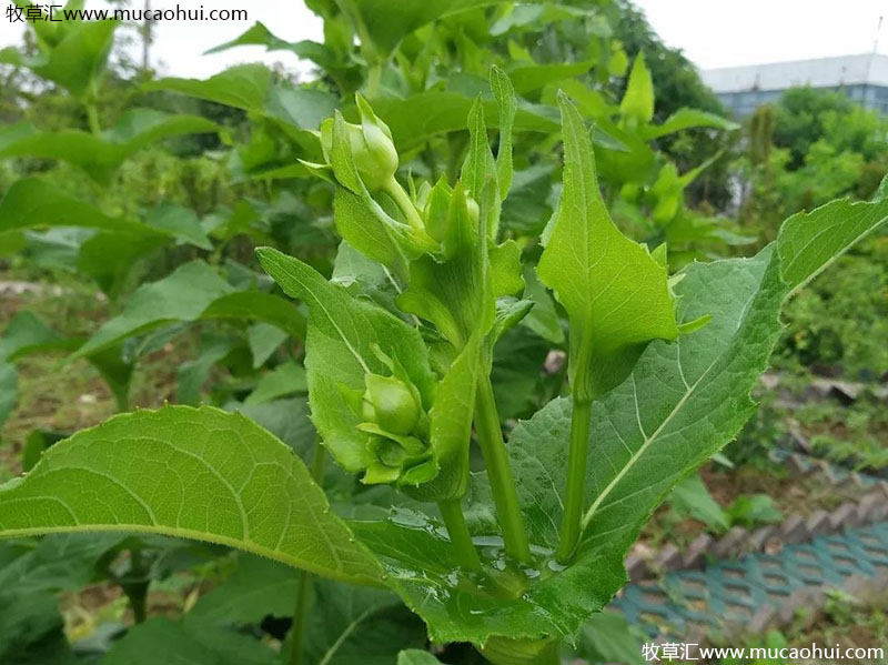 串葉松香草花苞