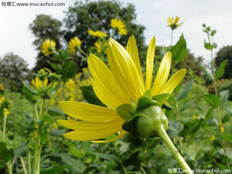 串葉松香草花朵