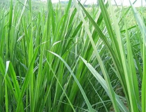 1625276236115945.jpg image.jpg