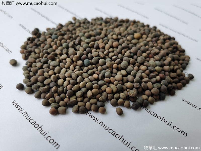 牧草綠肥箭筈豌豆種子