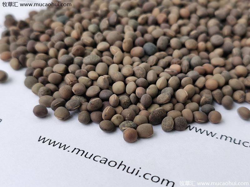 牧草綠肥箭筈豌豆種子