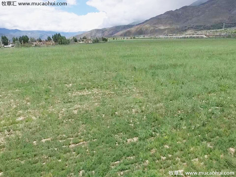 牧草綠肥箭筈豌豆開花植株全株