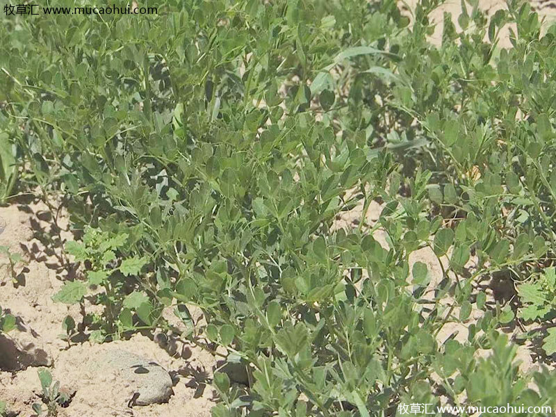 牧草綠肥箭筈豌豆開花植株全株