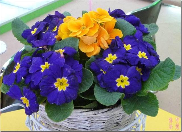 報春花生長習性和栽培方法