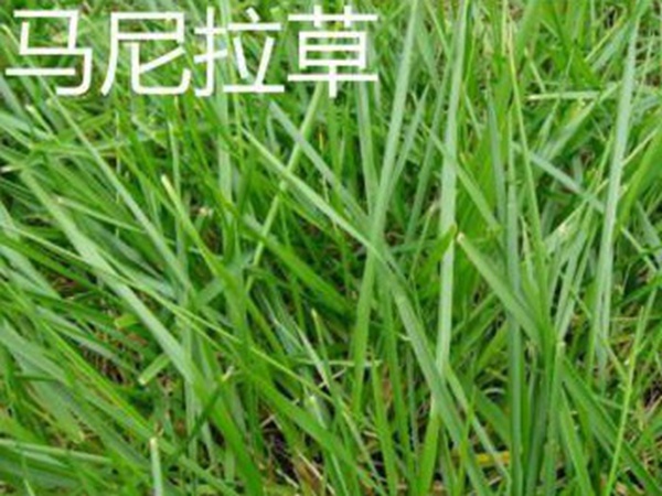 草坪常見品種——你知道的有幾種？