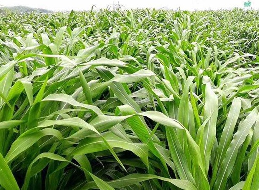 1626404300190172.jpg image.jpg