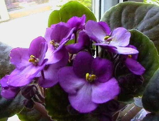 常見的紫色花有哪些，盤點15種最神秘最高貴的美麗花朵