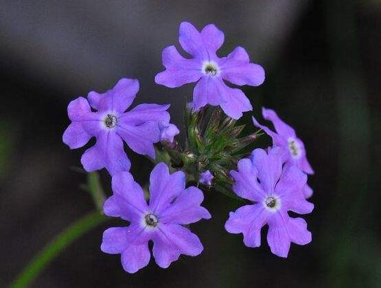 常見的紫色花有哪些，盤點15種最神秘最高貴的美麗花朵