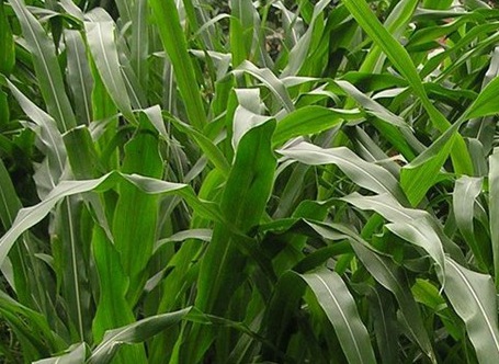 1626957101542259.jpg image.jpg