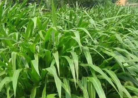 1626957109862797.jpg image.jpg