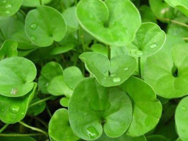 草坪常見品種——你知道的有幾種？