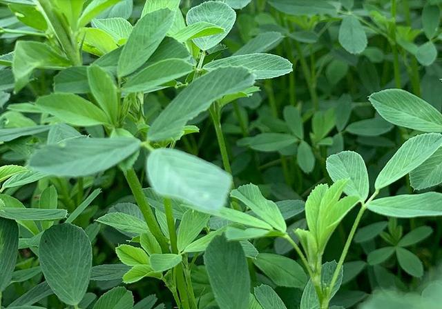 苜蓿畝產(chǎn)干草多少?lài)? _src=