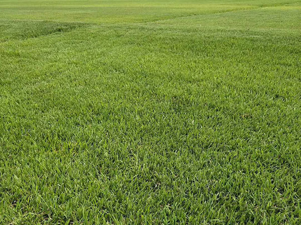 結縷草草坪圖片