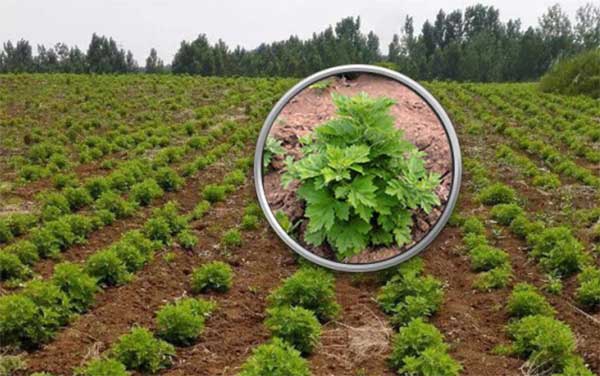 艾草種子發(fā)芽出苗圖片 艾草種子發(fā)芽出苗圖片