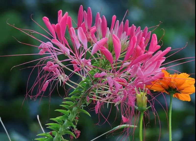 醉蝶花的醫用價值和用途