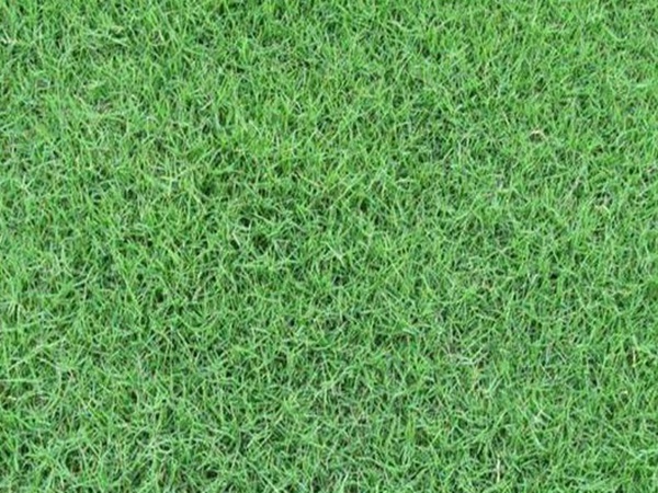 草坪常見品種——你知道的有幾種？