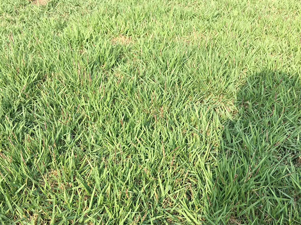 結縷草草坪圖片