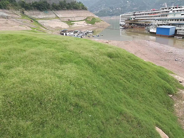 百慕大草坪護坡圖片