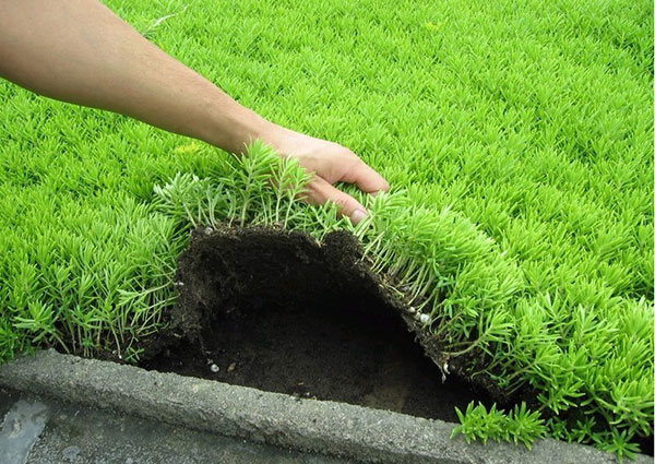 佛甲草與垂盆草的區(qū)別