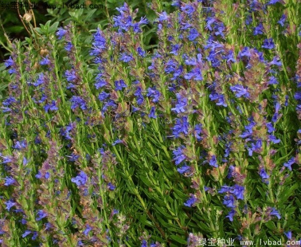 薰衣草種子多少錢一斤