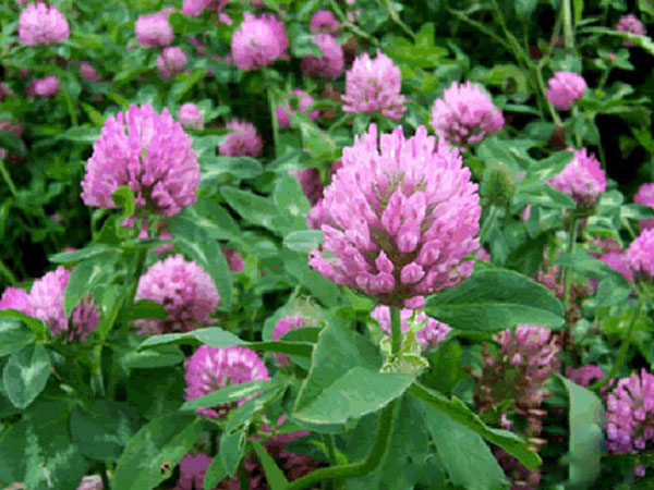 三葉草一平方種多少克