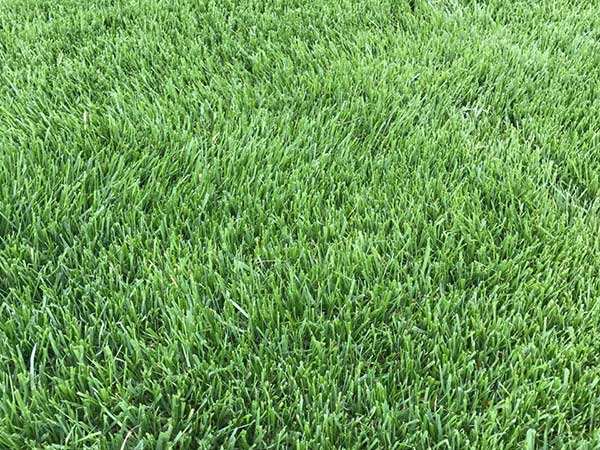 馬尼拉草坪多少錢一方